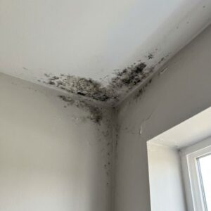 mold growth